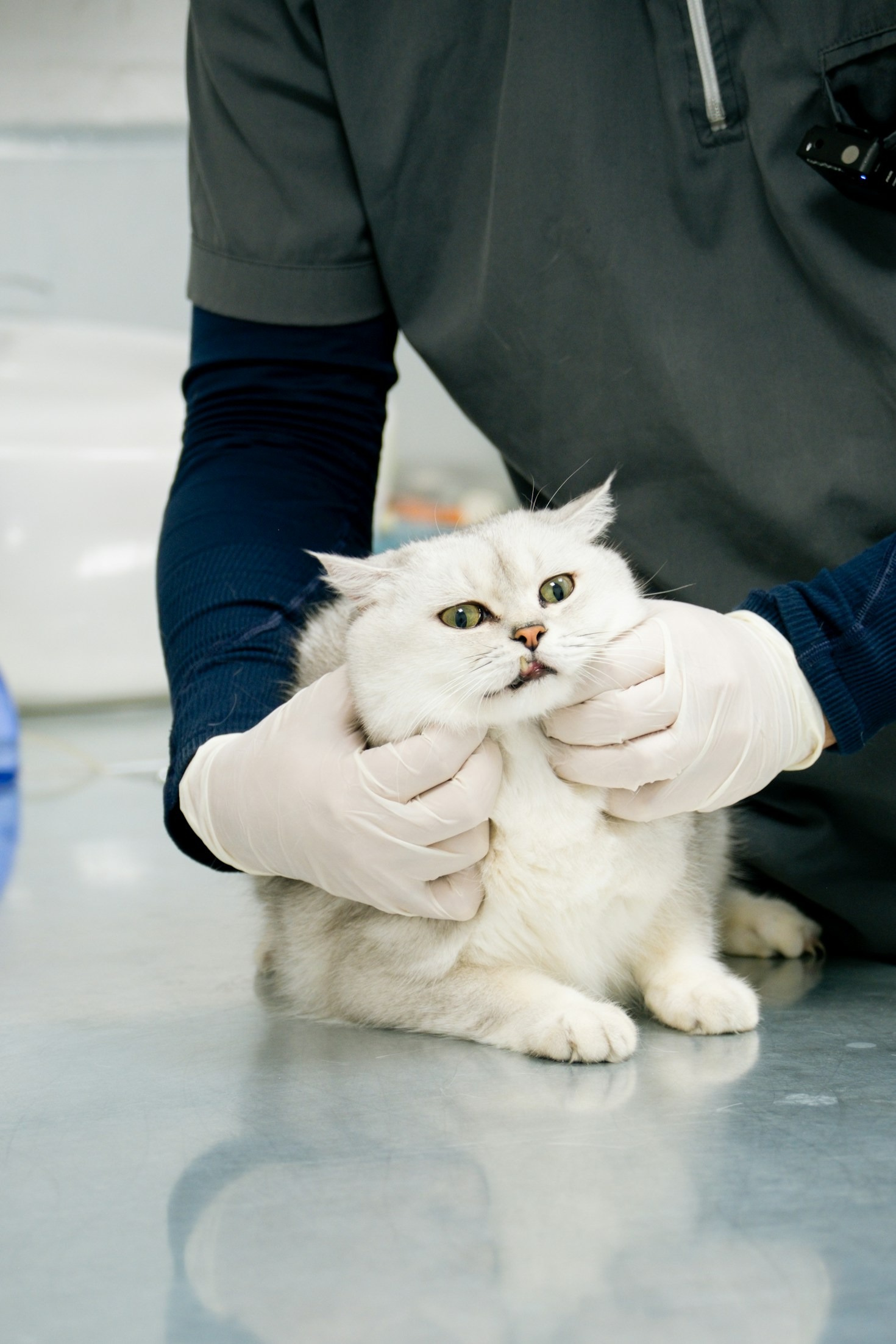 Cirurgias Veterinárias: Confiança e Segurança